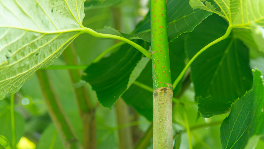 Tilia heterophylla 'Prestige' twigs