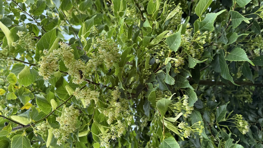 Tilia kiusiana kwiaty