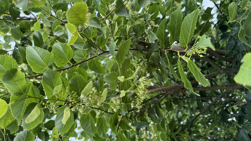 Tilia kiusiana kwiaty