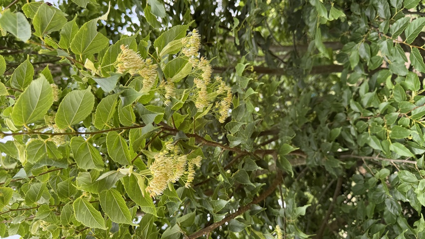Tilia kiusiana kwiaty