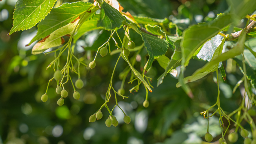 Tilia kiusiana owoce
