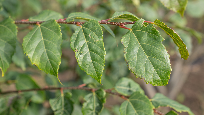 Tilia kiusiana liście