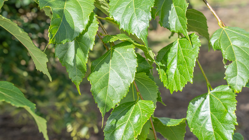Tilia kiusiana liście