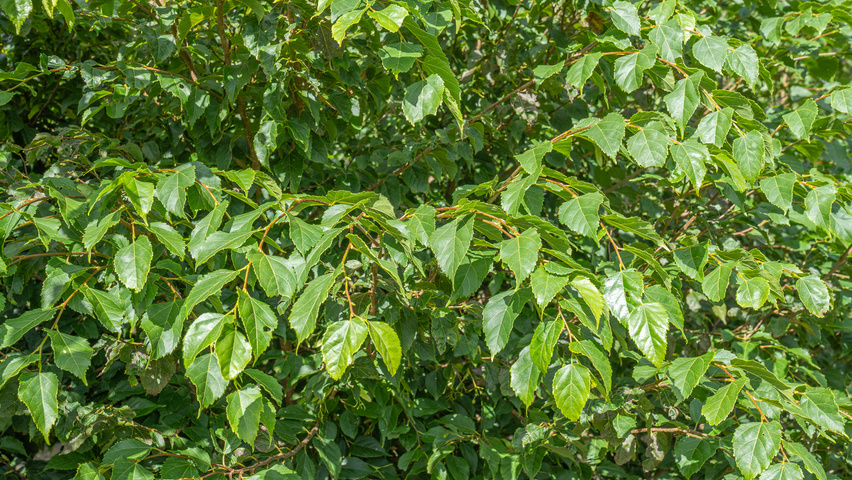 Tilia kiusiana liście