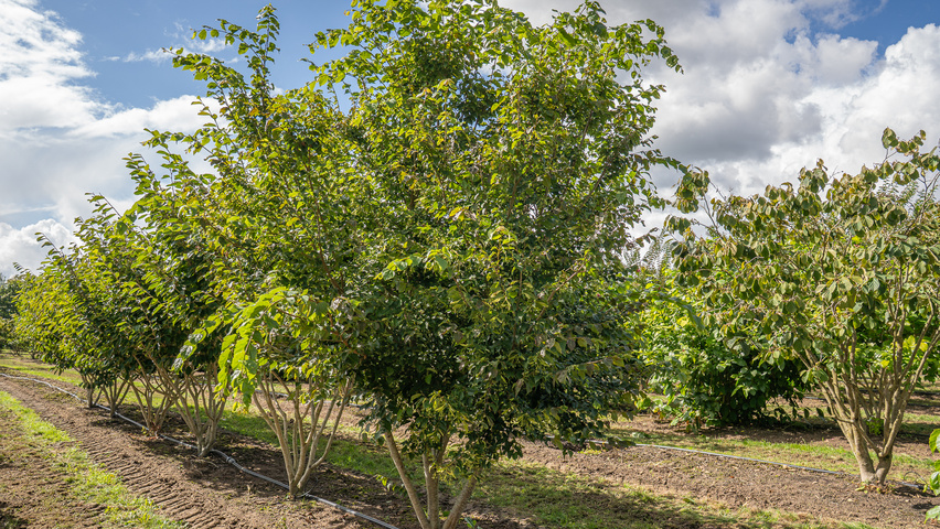 Tilia kiusiana wielopniowy