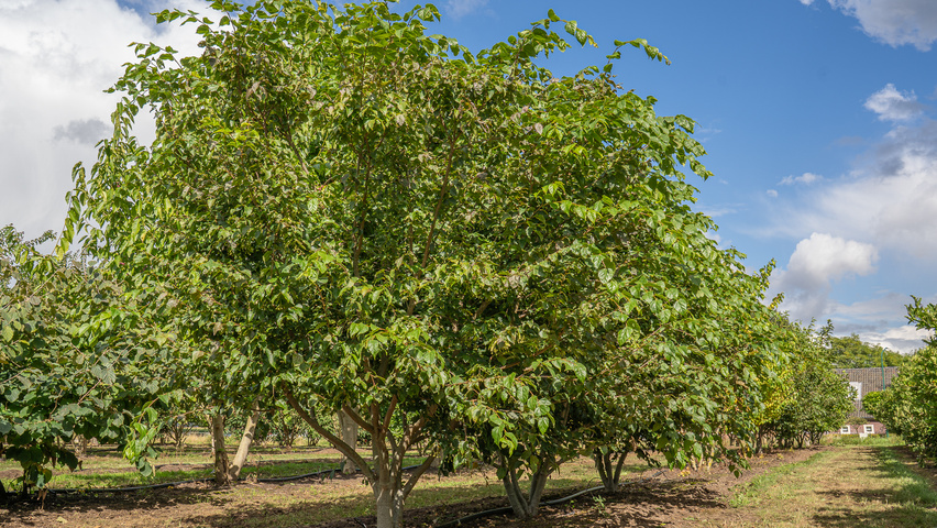 Tilia kiusiana wielopniowy