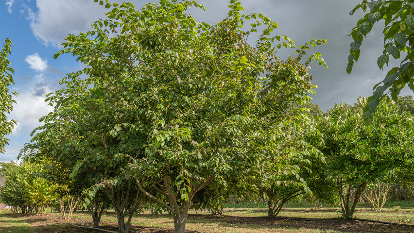 Tilia kiusiana wielopniowy