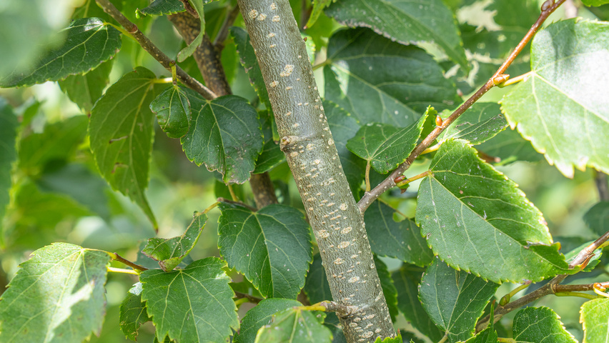 Tilia kiusiana pędy