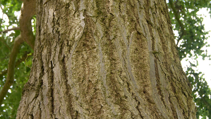 Tilia mongolica Rinden