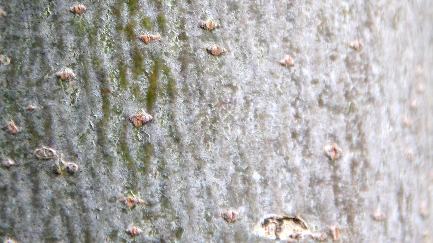 Tilia mongolica 'Buda' кора