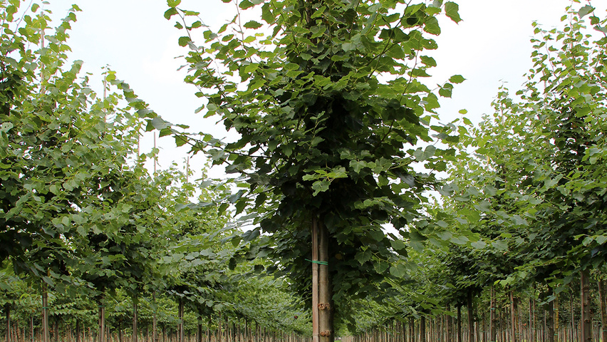 Tilia mongolica 'Buda' Деревья с высоким стволом (стандарт)
