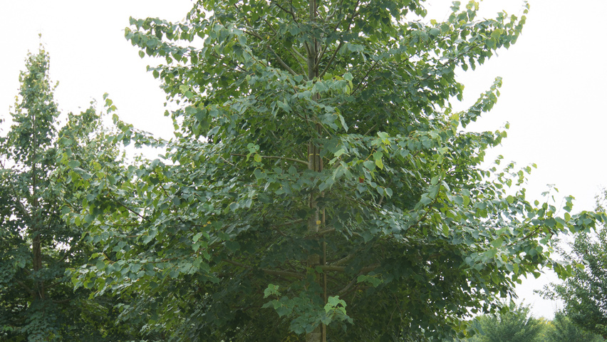 Tilia mongolica 'Buda' Деревья с высоким стволом (стандарт)