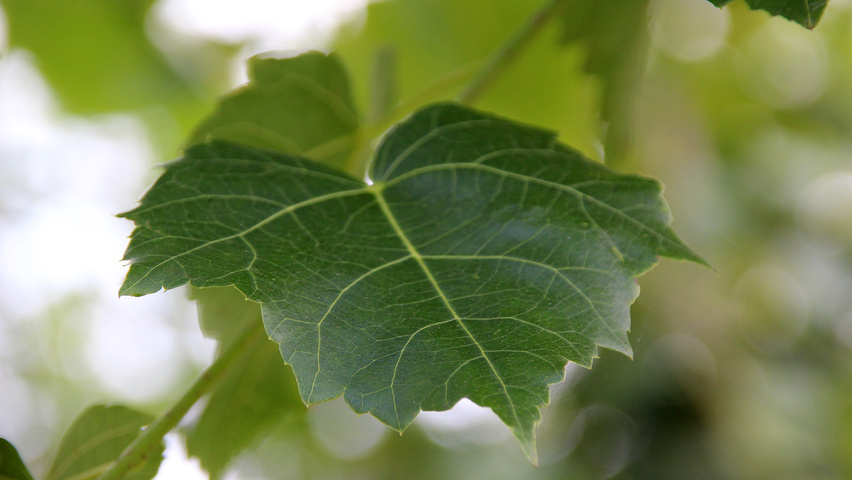 Tilia mongolica 'Buda' листья