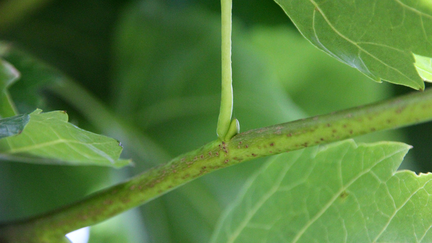 Tilia mongolica 'Buda' ветви