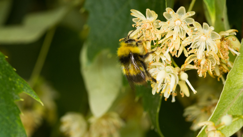 Tilia mongolica Blumen