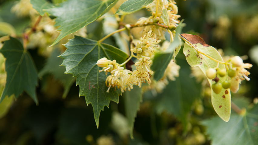 Tilia mongolica Blumen