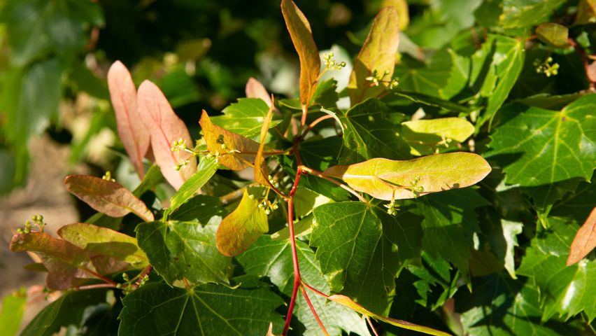 Tilia mongolica Frucht