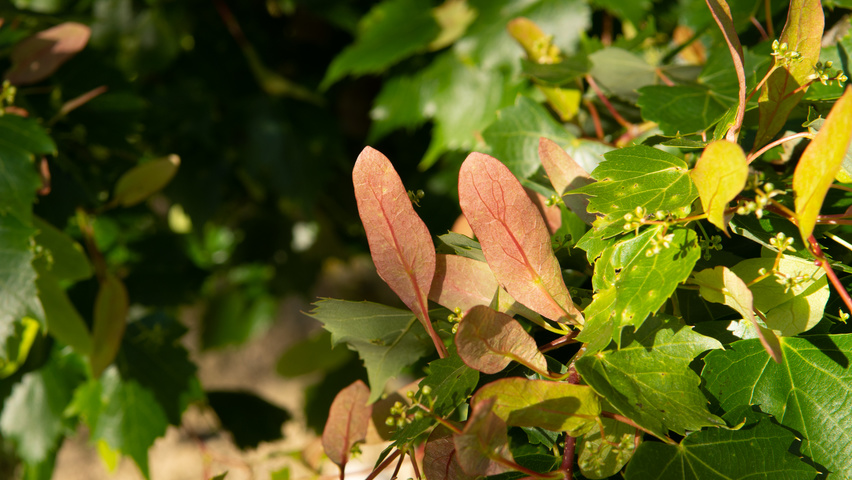 Tilia mongolica Frucht