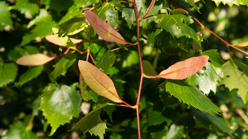 Tilia mongolica Frucht