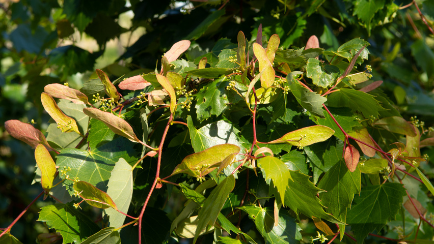 Tilia mongolica Frucht
