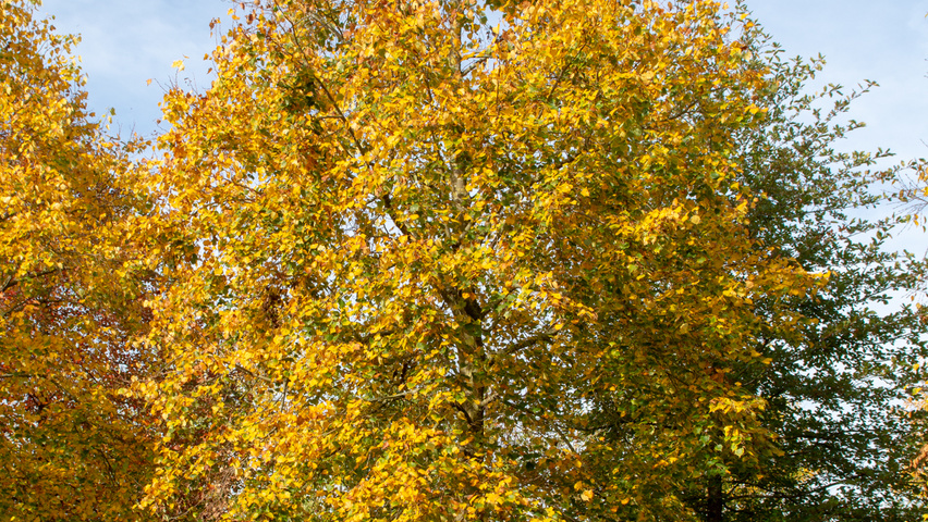 Tilia mongolica hochstämmig