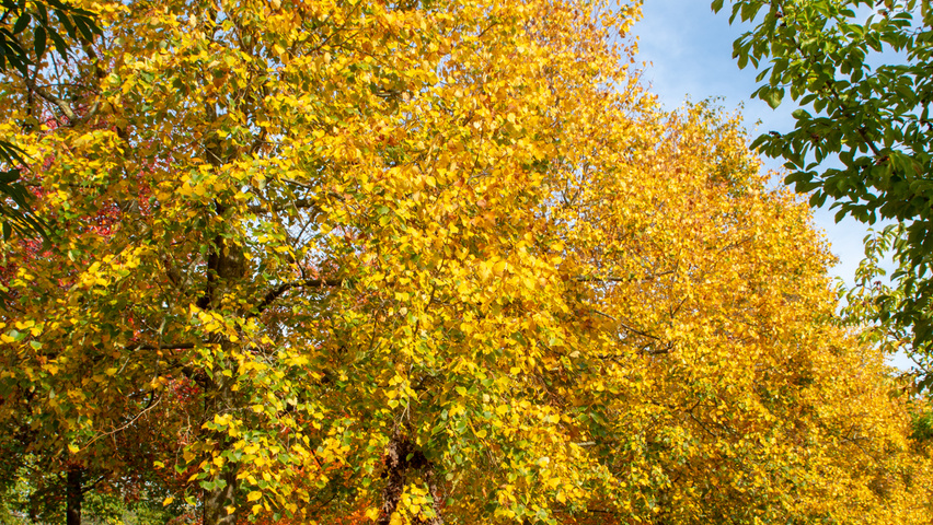 Tilia mongolica hochstämmig