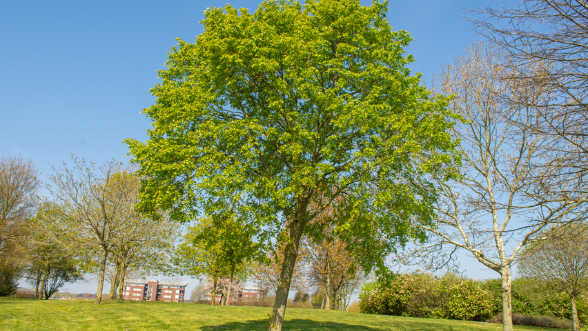 Tilia mongolica hochstämmig