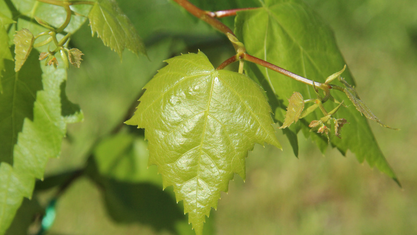 Tilia mongolica Blatt