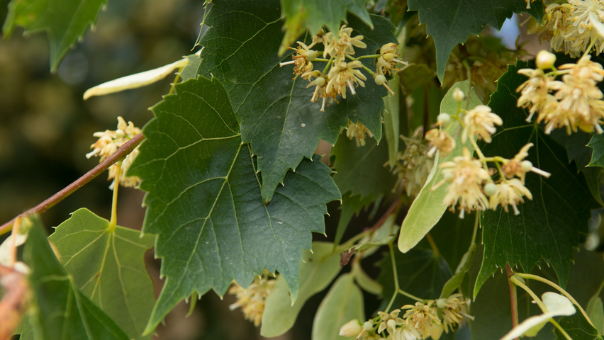 Tilia mongolica Blatt