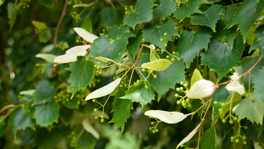 Tilia mongolica Blatt