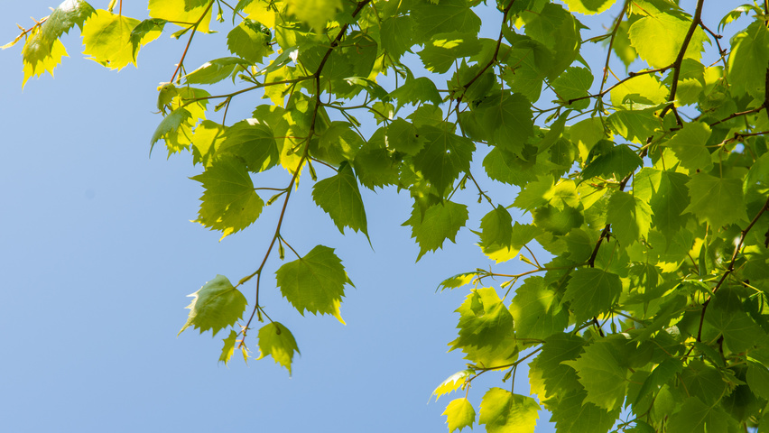 Tilia mongolica Blatt