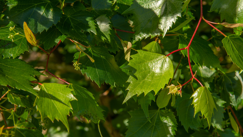 Tilia mongolica Blatt