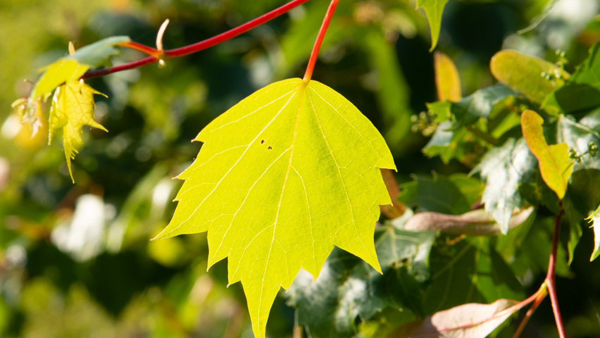 Tilia mongolica Blatt