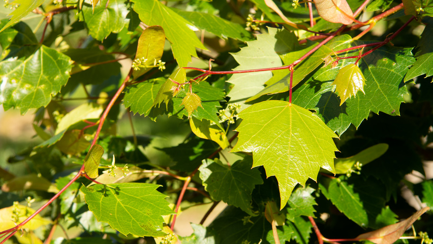 Tilia mongolica Blatt