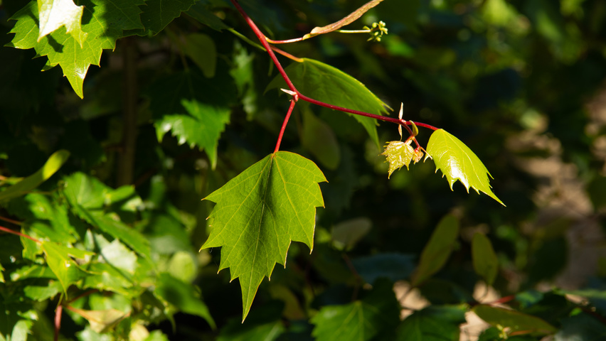 Tilia mongolica Blatt