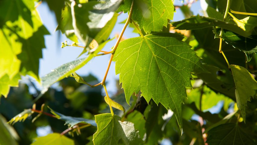 Tilia mongolica Blatt