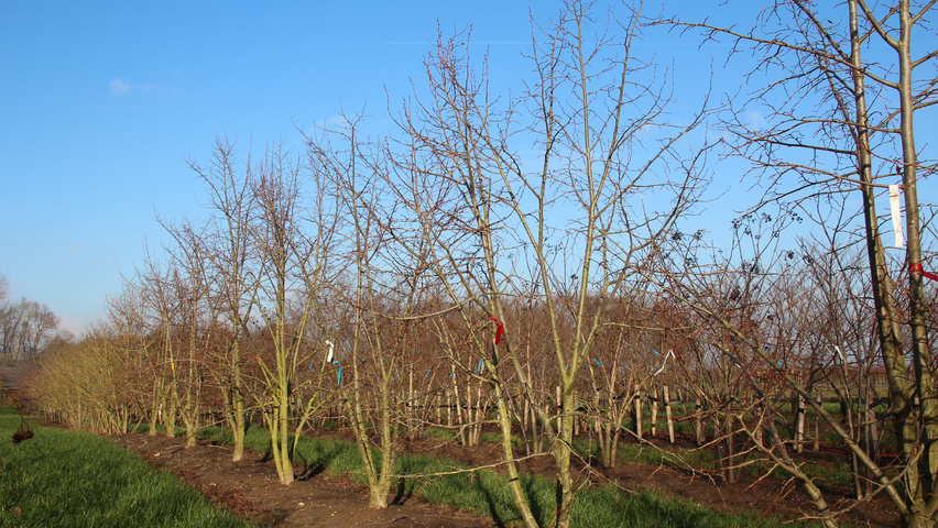 Tilia mongolica mehrstämmige
