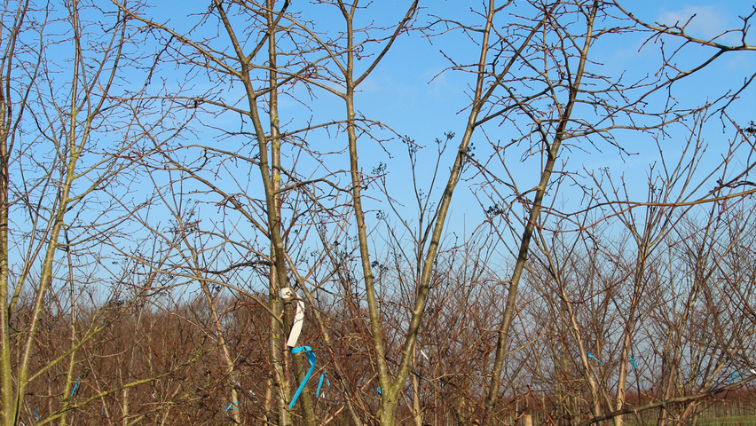Tilia mongolica mehrstämmige