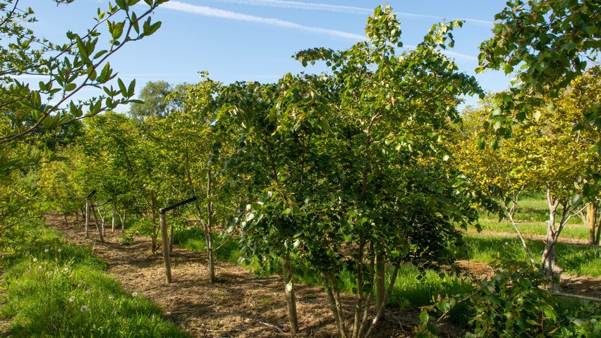 Tilia mongolica mehrstämmige