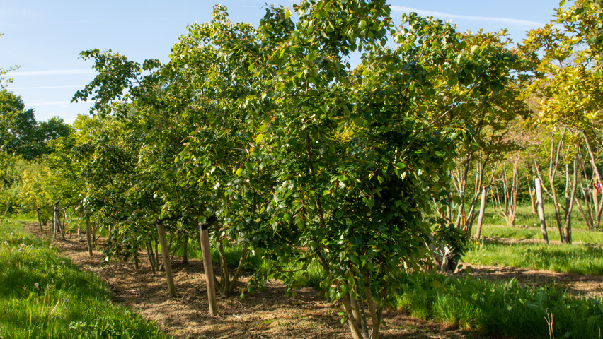 Tilia mongolica mehrstämmige