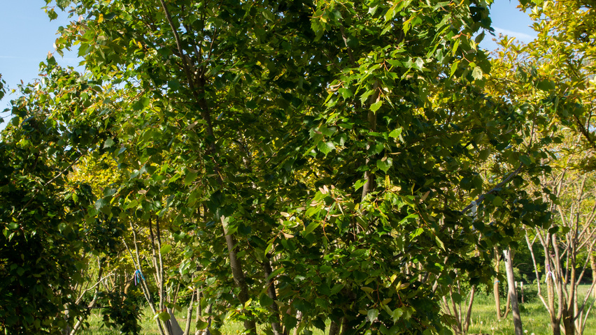 Tilia mongolica mehrstämmige