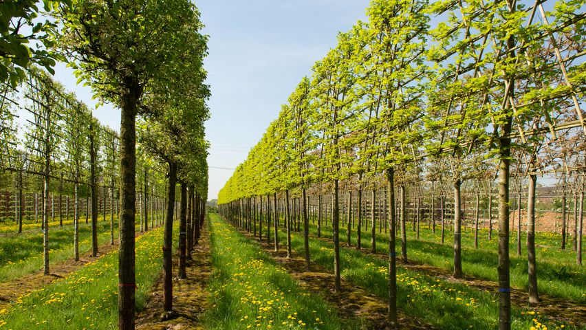 Tilia mongolica Spalier
