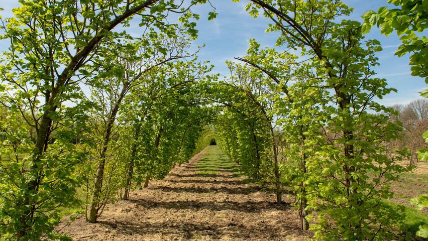 Tilia platyphyllos archway