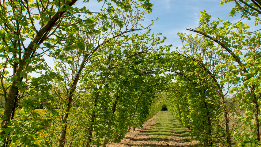 Tilia platyphyllos archway