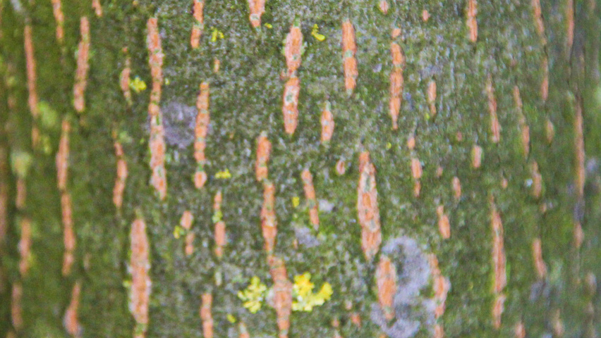 Tilia platyphyllos bark