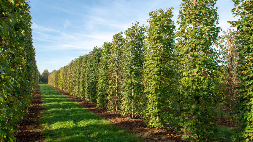 Tilia platyphyllos column