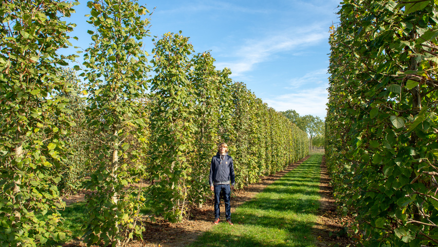 Tilia platyphyllos column