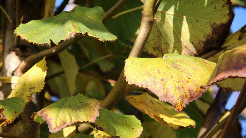 Tilia platyphyllos 'Delft' осенняя  листьев