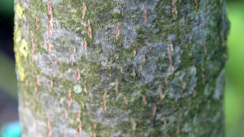 Tilia platyphyllos 'Delft' кора