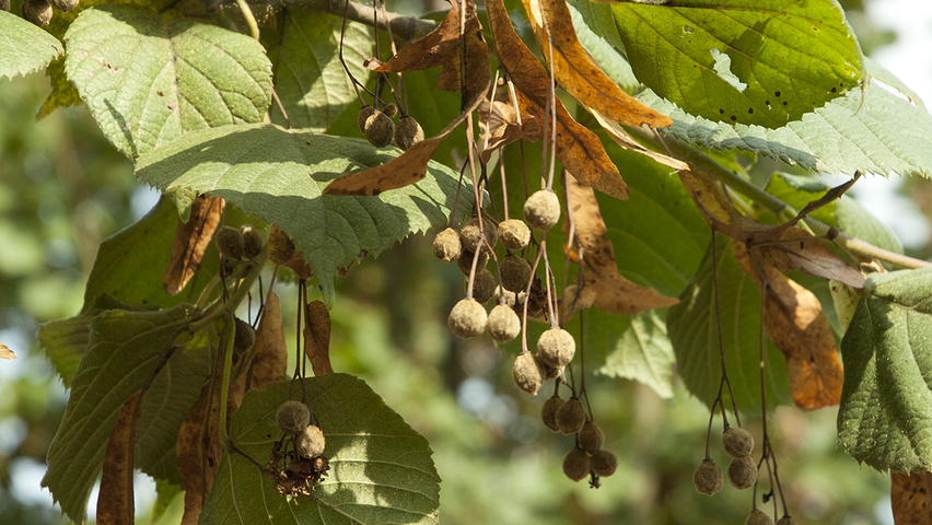 Tilia platyphyllos 'Delft' плоды